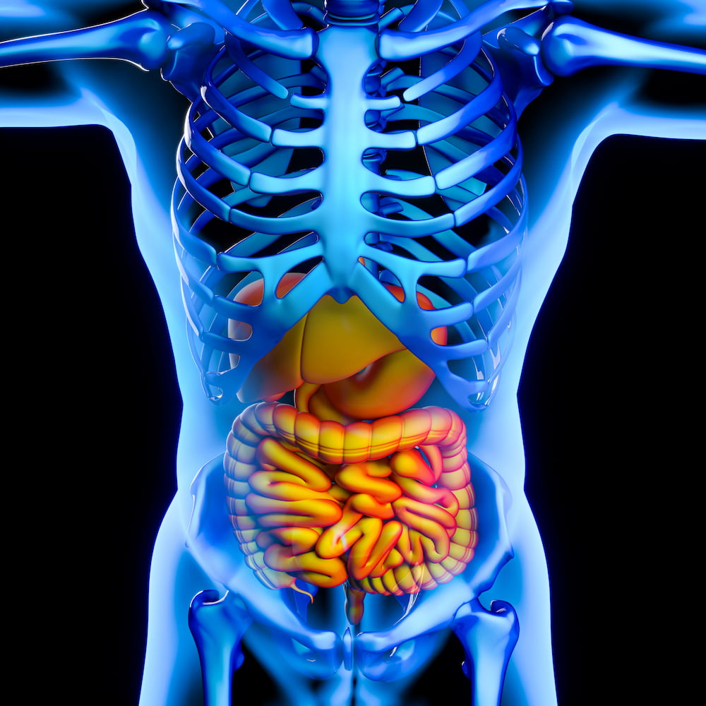 Gut Bone Health